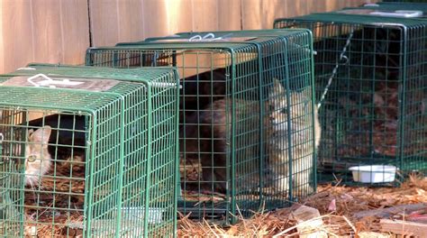 Feral Cats Trap Neuter Return Orange County Humane Society Of Virginia