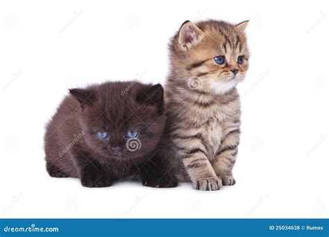 Two British Kittens Stock Photo Image Of Kitten British 25034638