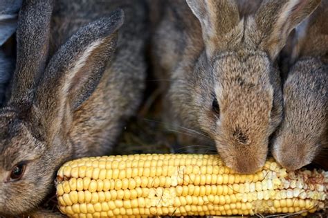 Premium Photo Gray And Brown Rabbits Eating Ear Of Corn In A Cage