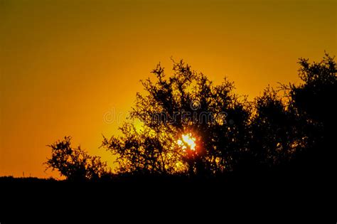 Beautiful Sunset Trees Silhouette Stock Photo Image Of Environment