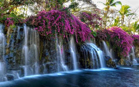 Free Photo Pink Moss Waterfall Perspective Scenic