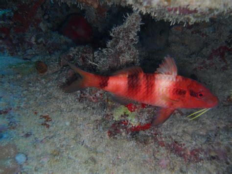 Manybar Goatfish A Very Red Goatfish Graeme Barber Flickr