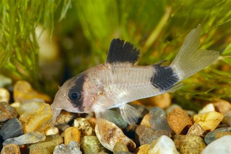 Panda Cory Panda Cory Catfish Info With Care Details And Pictures