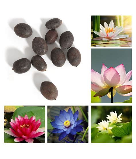 Buy Lotus Flower Lotus Seeds Aquatic Plants Bowl Lotus Water Lily 10