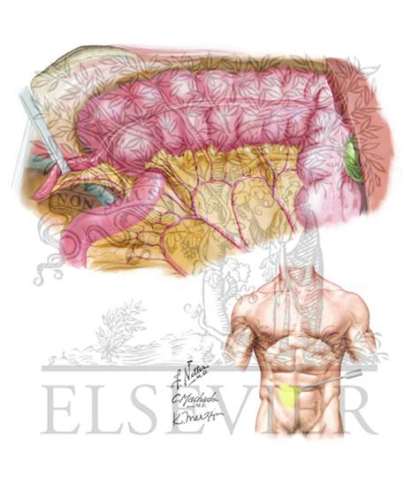 The division into four quadrants permits the localization of pain and tenderness or other discomforts. Right Lower Quadrant Anatomy: Laparoscopic View
