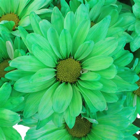 There are the primary colors of blue and yellow to create green. Mint Green Daisy Flower Enhanced