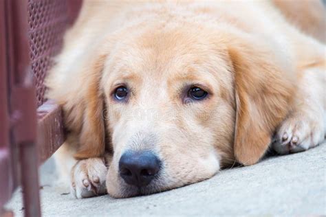 Face Golden Retriever Dog Stock Photo Image Of Bored 77763898