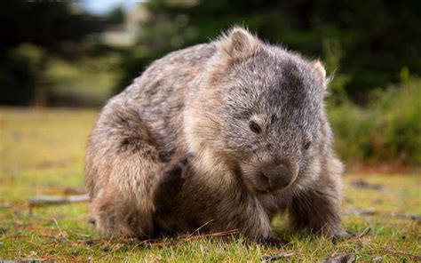 Download Wallpapers Wombat Australia Cute Animals Small Wombat