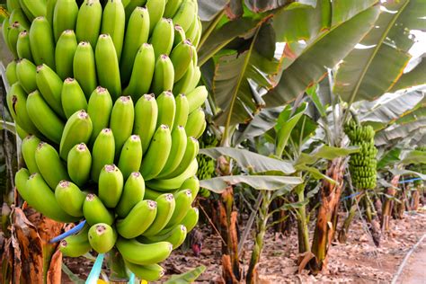Cultivation And Benefits Of Different Cultivars Of Banana Canarius Blog