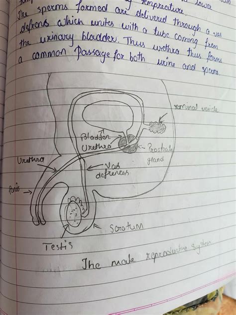 Define Reproduction And A Diagram Of Male Reproductive System
