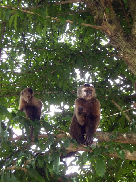 Two Monkeys On A Tree Stock Photo Image Of Sitting 106591000