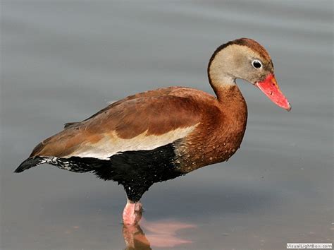 Identify Black Bellied Whistling Duck Wildfowl Photography