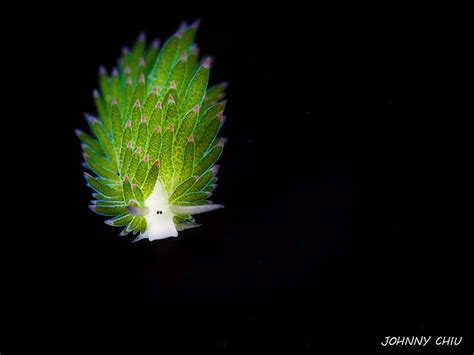 I don't know why because they are very cute but people have there now i should tell you about what it looks like. Sea Sheep? This Adorable Sea Slug Eats So Much Algae It ...