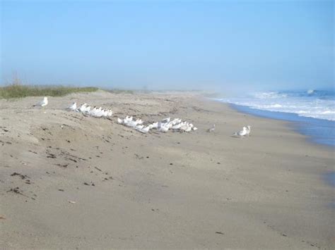 Birds Picture Of Blind Creek Beach Hutchinson Island Tripadvisor