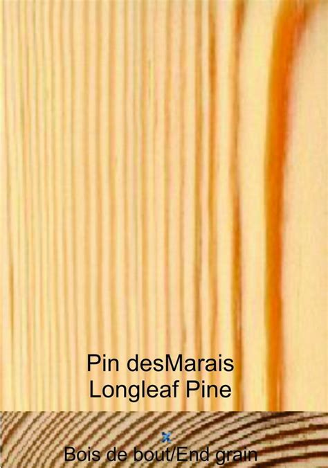 Longleaf Pine Exotic Wood Pinus Palustris