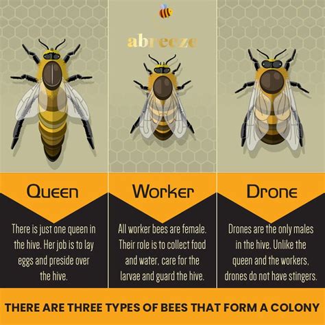 The Queen Bee The Worker Bees And The Drone Bees Are All