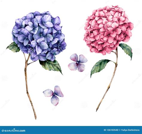 Watercolor Pink And Violet Hydrangea Set Hand Painted Flowers With