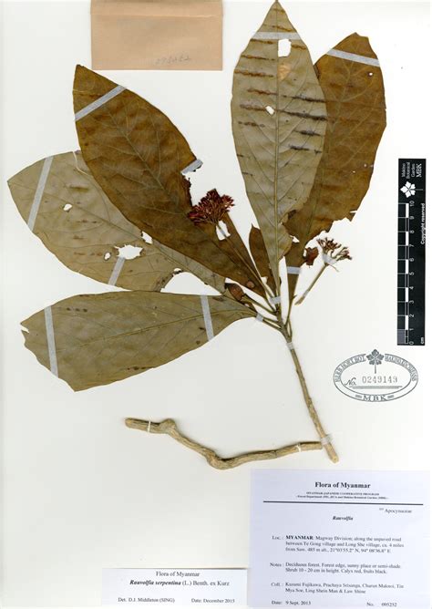 Rauvolfia Serpentina L Benth Ex Kurz Myanmar Vascular Plants Database