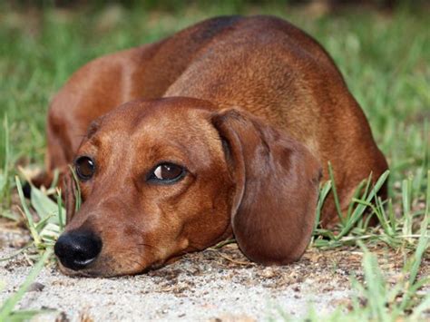 Parassiti intestinali nel cane: sintomi, cura e rimedi ...