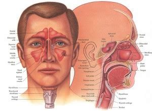 Sinusitis adalah peradangan, atau pembengkakan, dari jaringan yang melapisi sinus. Apakah Sinusitis itu, Apa Tanda Dan Gejalanya, Bagaimana ...