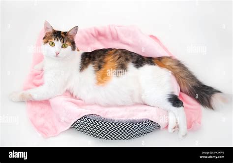 Cat Pregnancy Pregnant Calico Cat With Big Belly Laying On The Pink