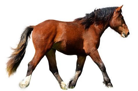 Kay Hastilow Master Saddler Busting Myths 20 My Horse Has A Short