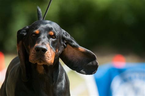 Black And Tan Coonhound Breeders And Puppies For Sale