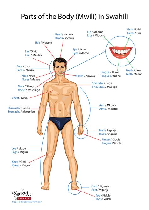 This post will show you exactly how the dominant body language of an alpha male looks like. Parts of the Body in Swahili