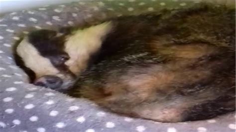 Badger Discovered Asleep In Cat Bed In Linlithgow Youtube