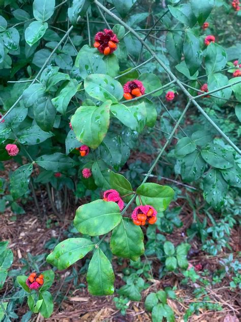 Native Plants Gardening In The Panhandle