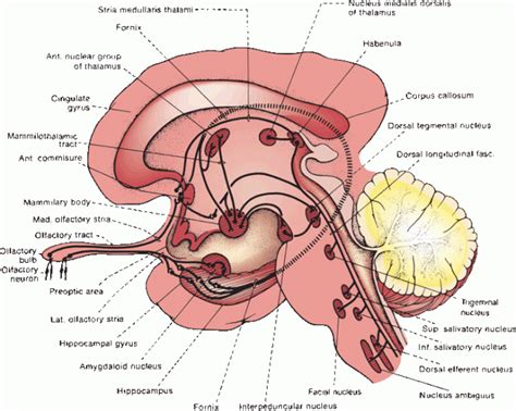 The Olfactory Nerve Neupsy Key