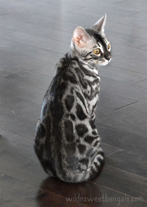 The basic aim of the bengal cat is to mimic the appearance of the asian leopard cat. Bengal silver charcoal - Khenghua