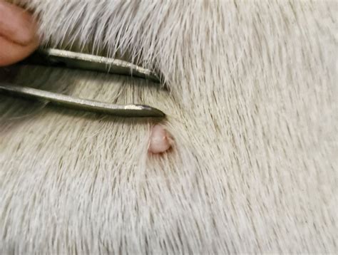 How Do You Remove A Skin Tag From A Dog