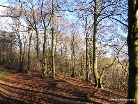 A Cotswold Year: Beech Woodland in Winter