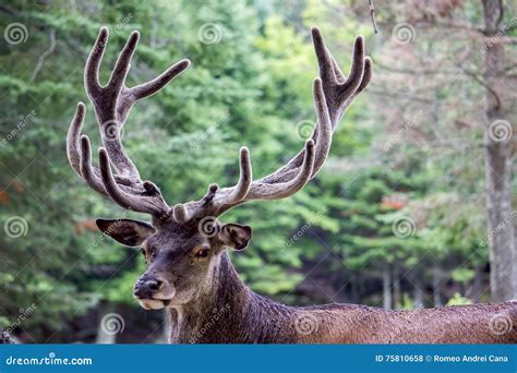 Majestic Deer Stock Photo Image Of Majestic Eurasian 75810658