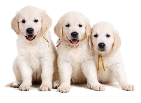 1 Golden Retriever Puppies For Sale In Indiana