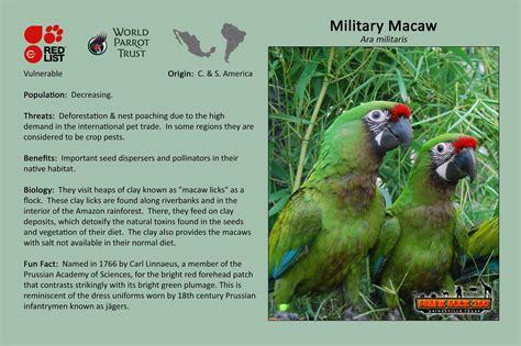 Military Macaw Gainesville Tx Official Website
