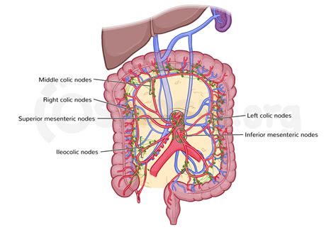 Large Intestine Diagram