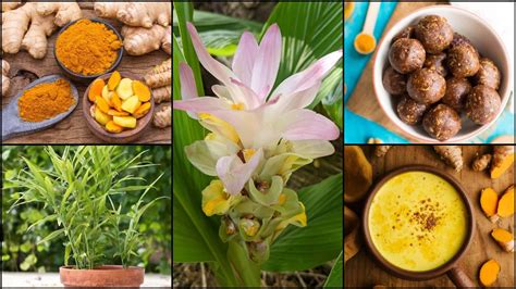 How To Grow Ginger And Turmeric In Central Texas Zilker Botanical Garden