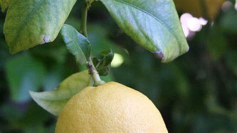 What To Do When Life Hands You Lemons Mental Floss