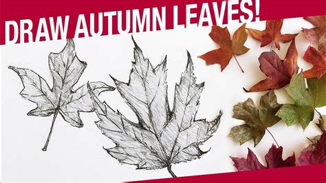 How To Draw A Leaf Autumn Leaves How To Draw Thanksgiving