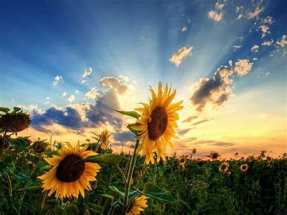 Sunflower Awesome Wallpapers Wallpapers13