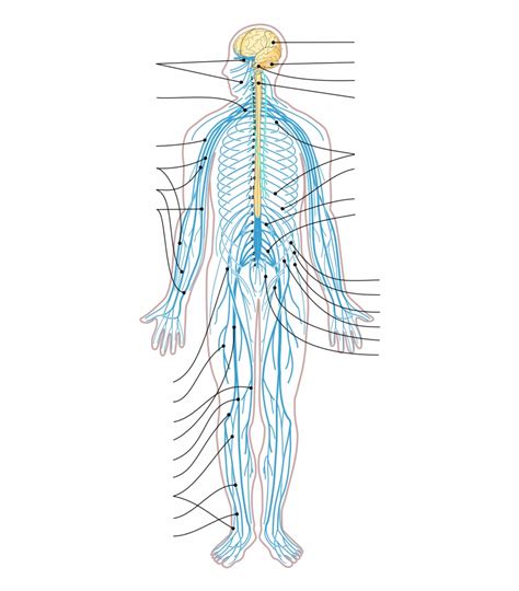 The afferent arm consists of sensory (or afferent) neurons running from receptors for stimuli to the cns. Blank Nervous System Diagram - The Nervous System ...