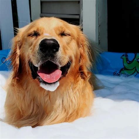 Cedar pet supplies now offers unlimited self dog wash. Looking for something to do with your pet this weekend ...