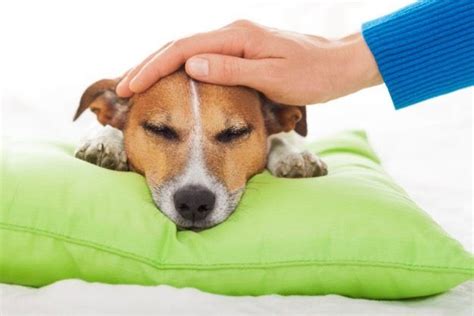 10 Common Dog Illnesses And How To Treat Them Dog Illnesses Sick Dog