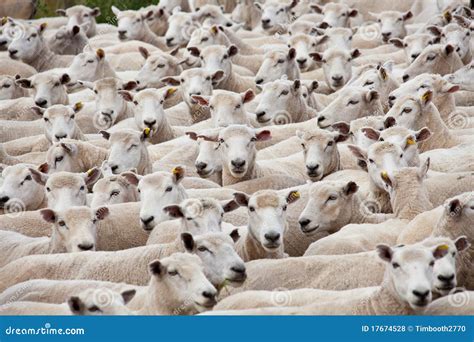 Flock Of Sheared Sheep Stock Photo Image Of Rural Curious 17674528