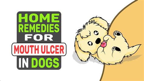 Home Remedies For Mouth Ulcer In Dogs My Pets Routine