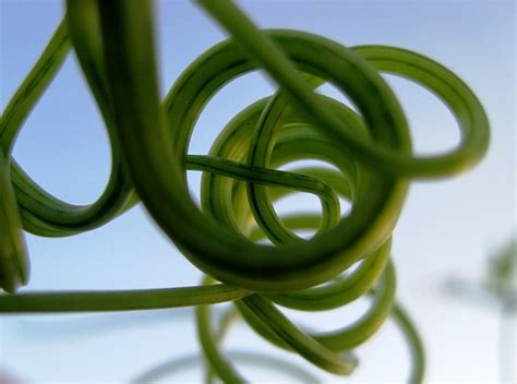 Tendrils Climber Green Free Photo On Pixabay Pixabay