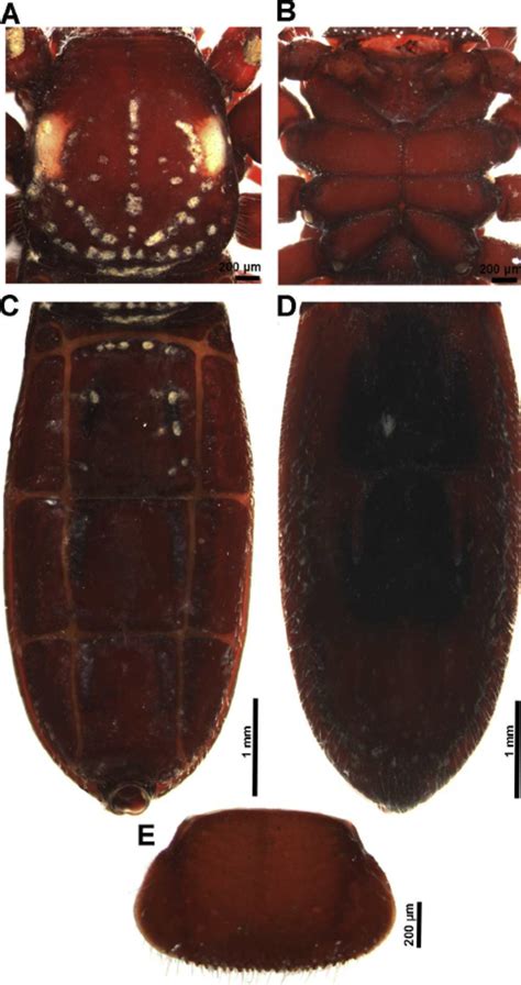 Light Microscope Images Of Male Of Cryptocellus Bordoni A Carapace