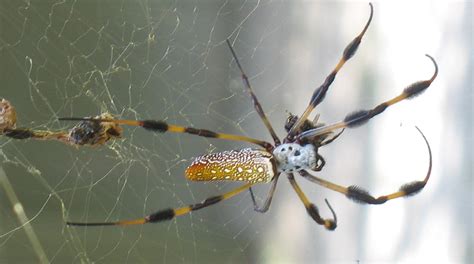 Big Spiders South Carolina Public Radio